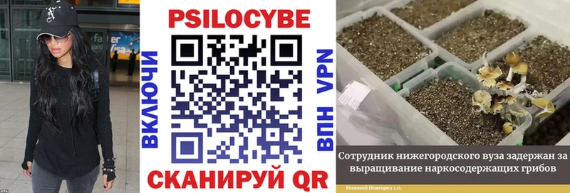 купить наркоту  Алдан  Галлюциногенные грибы мицелий 